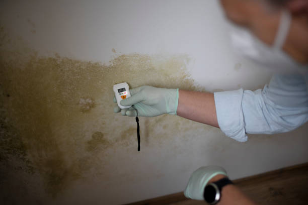 Best Post-Flood Mold Remediation in Sandusky, OH